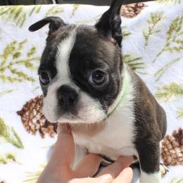 Bullseye - Seal and white male Boston Terrier puppy in Ringgold, Georgia from A-K Boston Terriers