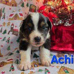 Achilles - Black tri-color male Australian Shepherd puppy in Smithfield, Utah from Invictus Farms