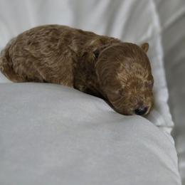 Buttons - Red  female Poodle puppy in Lucedale, Mississippi from Simply Poodle