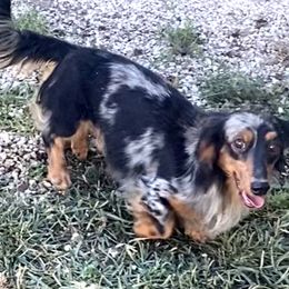 Sparky - Dachshund