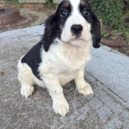 Rossi - Black white and tan female English Springer Spaniel puppy in Comer, Georgia from Stratton Spaniels