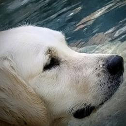 Golden Retriever puppies from Heartland Creams Golden Retrievers