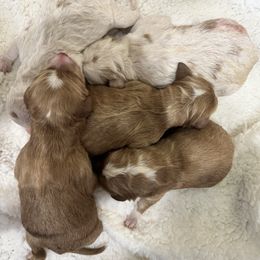 Australian Shepherds and Goldendoodles from Full House Farm