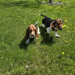 Basset Hound Puppies from Montana Bassets