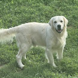 Rusty - Golden Retriever