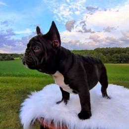 Dexter - Liver male French Bulldog puppy in Fort Atkinson, Wisconsin from Bishop Bullyz
