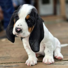 Bugsy - Black white and brown female Basset Hound puppy in West Chester, Ohio from Bed-N-Bassets