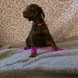 Pink - Red and rust female Doberman Pinscher puppy in Knox, Indiana from Double River Dobermans