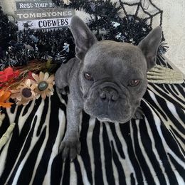 Roxy - French Bulldog