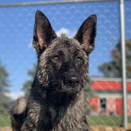 Asti - German Shepherd