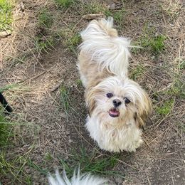 Goldi - Shih Tzu