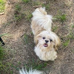 Goldi - Shih Tzu
