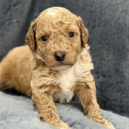 Girl 2 - female Goldendoodle puppy in Massillon, Ohio from KandE Doodles