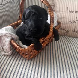 Onyx (green collar) - Black male Poodle puppy in Batavia, Ohio from The Livezey Standard-CKCS and Standard Poodles
