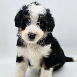 Rebel - Black tri-color male Aussiedoodle puppy in Lancaster, Minnesota from Wilson Cattle Co.