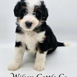 Rebel - Black tri-color male Aussiedoodle puppy in Lancaster, Minnesota from Wilson Cattle Co.