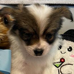 Buck - White black and tan male Papillon puppy in Central Florida, Florida from Sunshine Papillons Central Florida