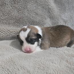 Yellow Collar Male - Red male Pembroke Welsh Corgi puppy in Tenino, Washington from LoneStar Corgis NW