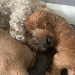 Double Doodle Puppies from COCKADOODLEPOO