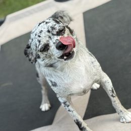Karma - Chihuahua