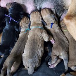 Bloodhound Puppies from Heritage Hounds