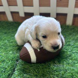 Seth - Cream male Dachshund puppy in Trenton, Kentucky from Promise Land Puppies