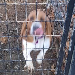 Roscoe - Basset Hound