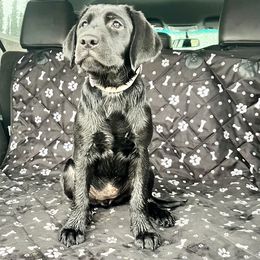 Golden Retriever and Labrador Retriever All Grown Up from Mulberry Retrievers