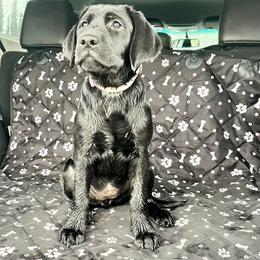 Golden Retriever and Labrador Retriever All Grown Up from Mulberry Retrievers