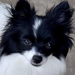 Moxie - Pomeranian