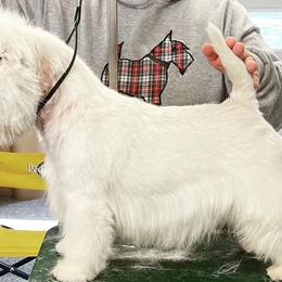 West Highland White Terriers from Timms Mill Terriers