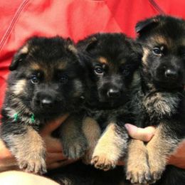 German Shepherd Puppies from Sundance Shepherds