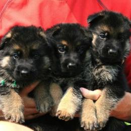 German Shepherd Puppies from Sundance Shepherds