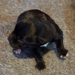 Janet - Black female Miniature Schnauzer puppy in Elgin, Iowa from Firefly Stables