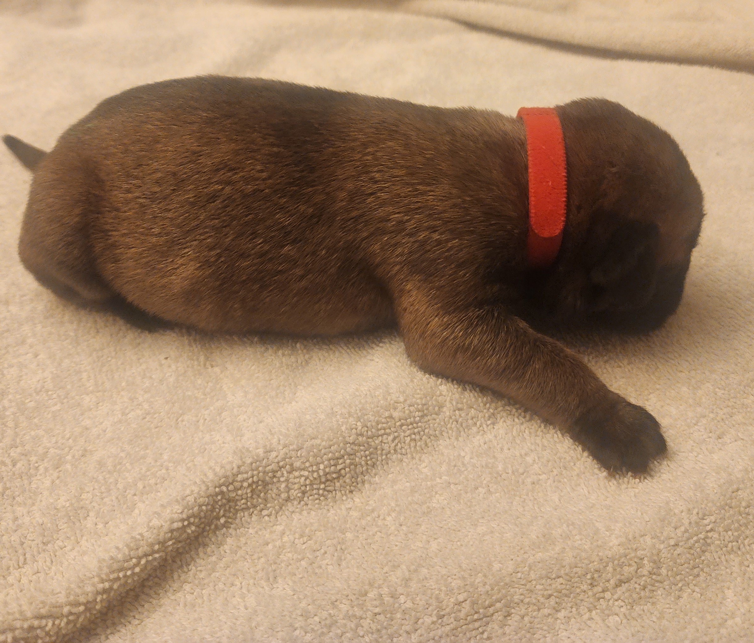 Girl 4 - Bullmastiff puppy in Windham, Ohio from Guardian's Gate