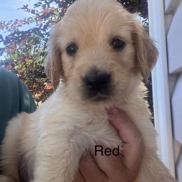 Red collar - Golden female Golden Retriever puppy in Jesup, Georgia from Painted Platinum Retrievers (Painted Platinum Kennel) PPK