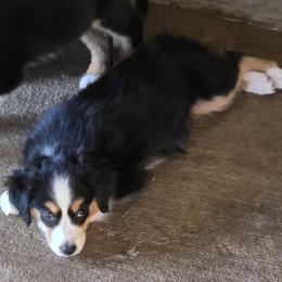 Girl 1 - Black tri female Miniature Australian Shepherd puppy in Ola, Arkansas from Peaceful Acres
