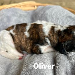 Oliver - Parti male Poodle puppy in Athens, Georgia from Alexander’s Standard Poodles