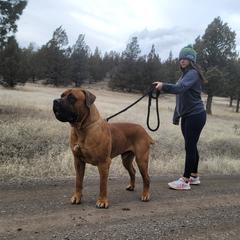 Jugg - Boerboel