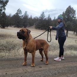 Jugg - Boerboel