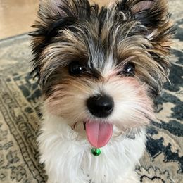 Frederico - Biewer Terrier