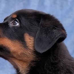 Rottweilers from Desert Sky