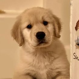 Bernese Mountain Dogs and Golden Retrievers from Gold Point Pups