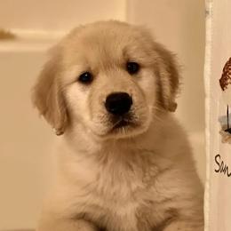 Bernese Mountain Dogs and Golden Retrievers from Gold Point Pups