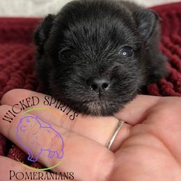 HOLD AKC DR. PEPPER - Black male Pomeranian puppy in Watkins Glen, New York from Wicked Spirits Pomeranians