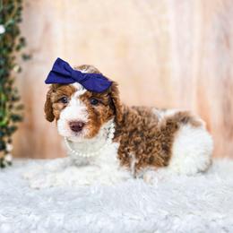 Arwen - Chocolate merle female Bernedoodle puppy in Gaylord, Michigan from Dog Mom Co. Doodles