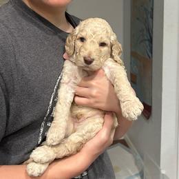 Peter - Cream male Poodle puppy in Clearwater, Florida from Poodle Majesty