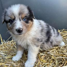 Josie - Blue merle female Australian Shepherd puppy in Stanford, Kentucky from Red Feather Aussies