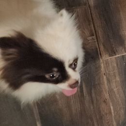 Avery - Pomeranian