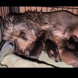 Tbd - Wild boar male Dachshund puppy in Livingston, Kentucky from Illyria Dox & GSD